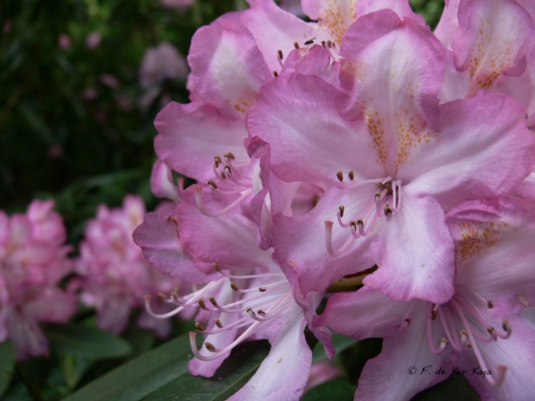 Bois des Moutiers (48) Juin 2012